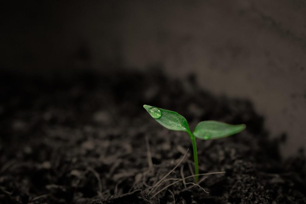 Gezonde tuinbodem met rijke organische structuur voor optimale plantengroei